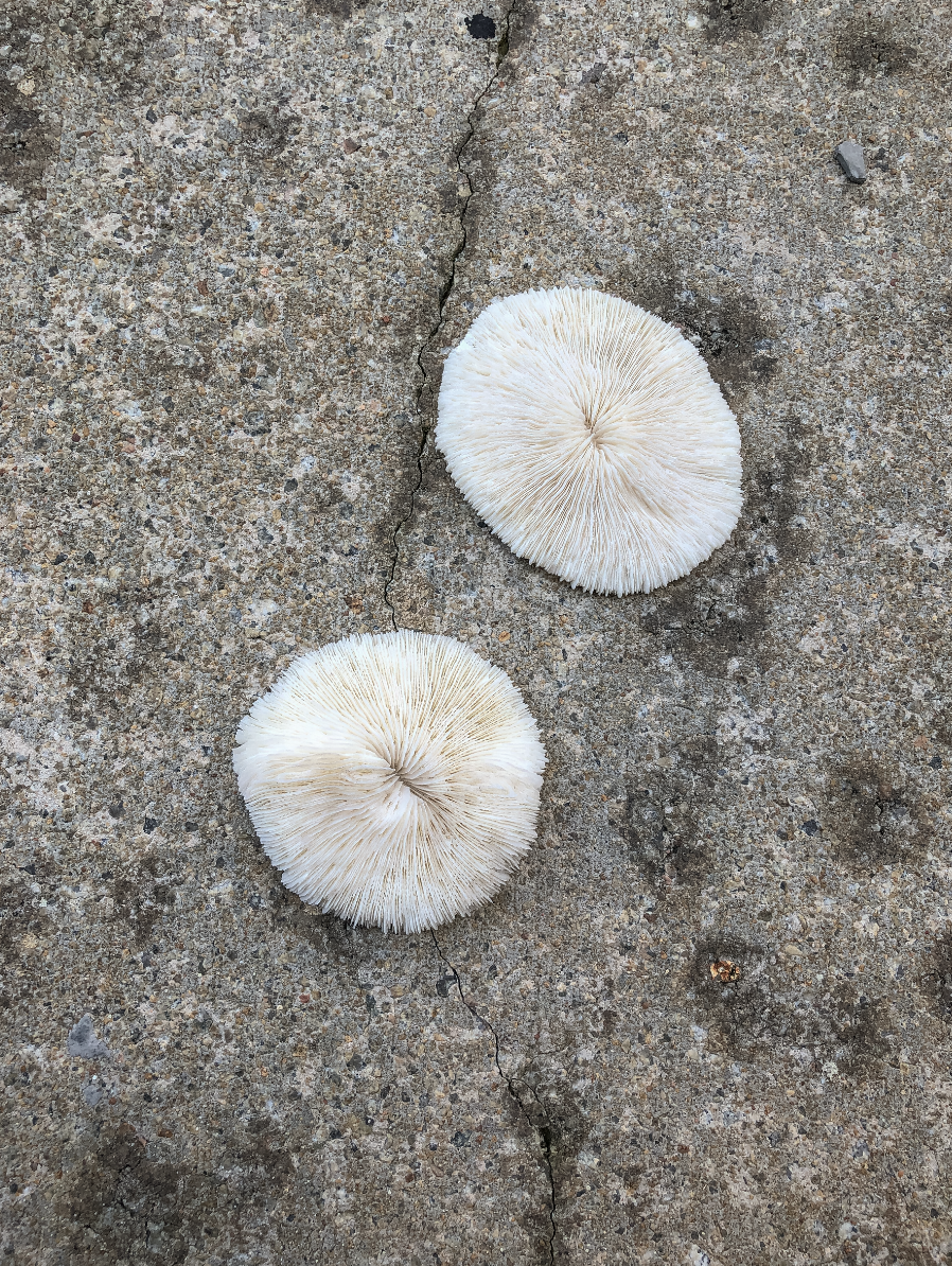 Mushroom Corals and Seashells by PROSE Décor